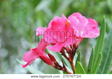 Pink Oleander Flower In The Garden / Close Up Of Pink Sweet Oleander Flower Blooming In The Spring G