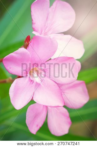 Pink Oleander Flower In The Garden / Close Up Of Pink Sweet Oleander Flower Blooming In The Spring G