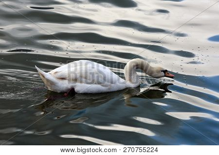 The Mute Swan Is Drinking Water In The Lake