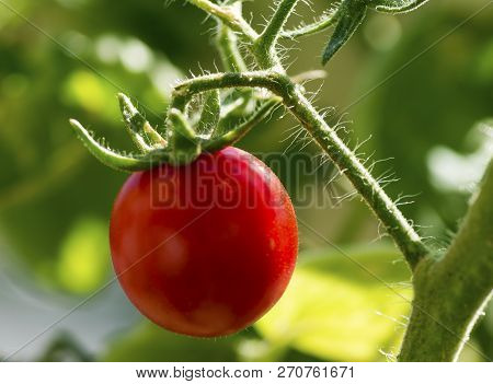 Ripe Red Tomatoes Are On The Green Foliage Background, Hanging On The Vine Of A Tomato Tree In The G