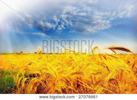 buğday fielf