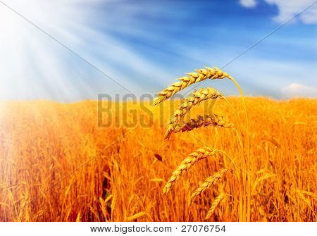 buğday fielf