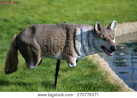 plastic wolf or coyote bird decoy.  Decoy of a Plastic Wolf or Coyote decoy to keep geese, ducks and other birds away from a newly renovated park outdoors. 
