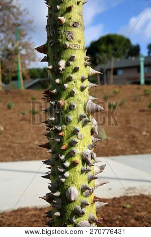 spiked tree trunk. silk floss tree 