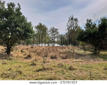 Dry Moorland And Grasses Next To A Lake On A Blue Skies, Hot Summers Day