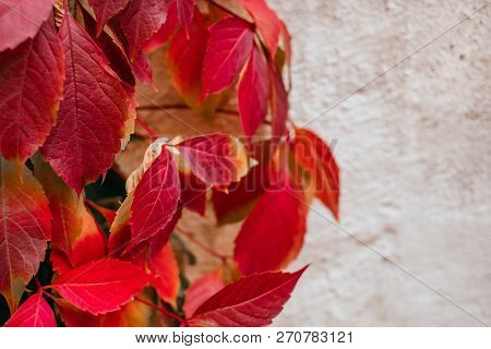 Background Of Red And Green Virginia Creeper Known As Five-leaved Ivy On The Wall.