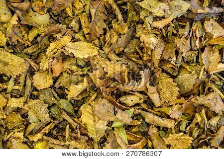 Yellow Dry Fallen Leaves Of Oak For Background