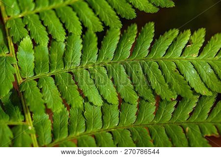 Close Up Image Of Green Fern Groeing In Forest