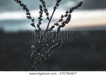 The Photo Is Made In Cold Weather In The Late Fall Of The Beginning Of Winter. The Photo Shows A Fie