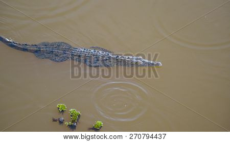 Young Crocodile (crocodylus Acutus ) In Its Habitat Waters In Wild Panama Rain Forest River.