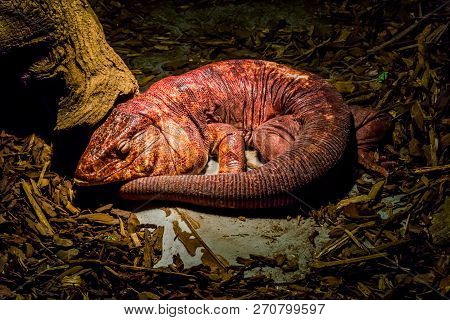 Sleeping Big Red Lizard, A Beautiful Tropical Reptil From America.