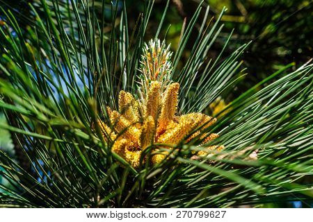 Young Shoots Of Pine In Early Spring.