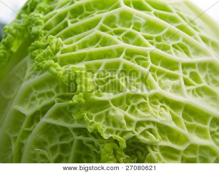 白菜与树叶纹理的详细
