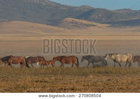 A Herd Of Wild Horses In The Utah Desert