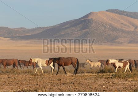 A Herd Of Wild Horses In The Utah Desert