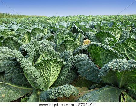 champ de Kale