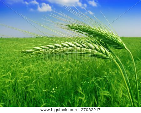 Campo di grano verde