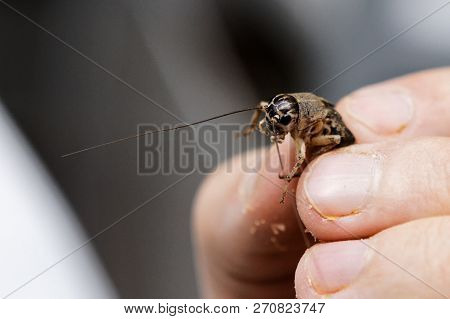 Man Holds Cricket In His Hand, Farm Crickets, Edible Crickets