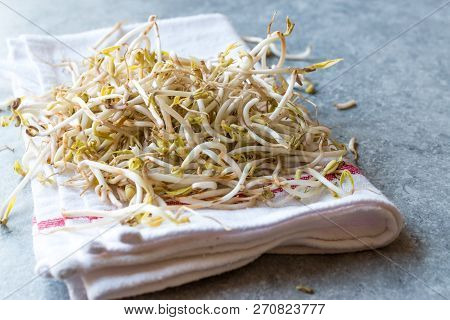 Mungbean / Bean Sprouts Or Soybean
