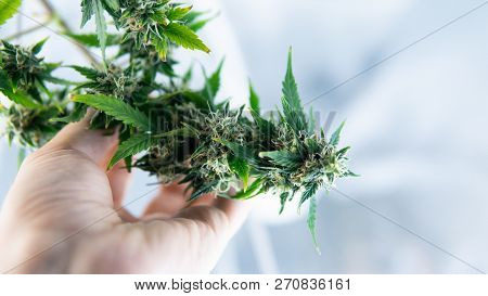 Trichomes Ready For Harvest With Cbd Thc Elements Inside. Medical Marijuana In Usa