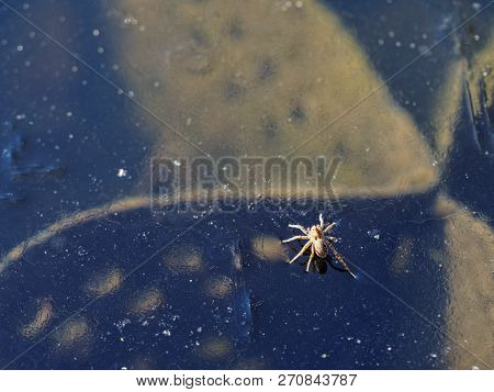 Sunlited Wolf Spider (family Lycosidae) On The Surface Of A River Clear Ice In Winter