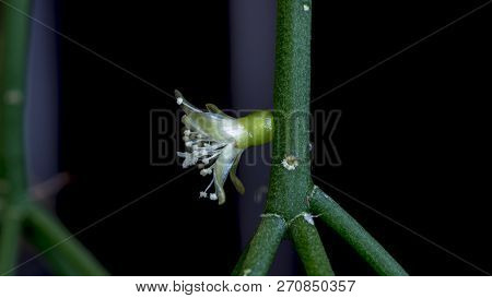 Isolated Cactus Flower Of Rhipsalis Cereuscula Pilocarpa On The Black Background