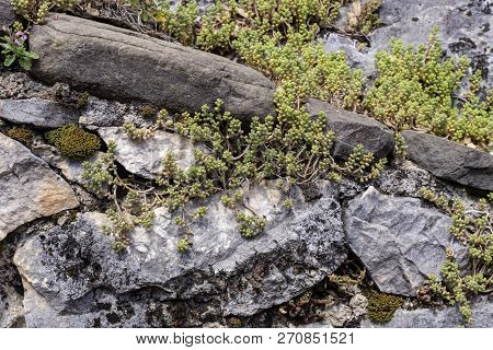 The Undersized, Medicinal, Wild Plant (sedum Album) Grows On The Rocks On A Summer Sunny Day Close-u