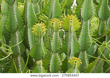Closeup of Euphorbia plant growing at Ngorongoro Crater Conservation Area in Tanzania, East Africa 