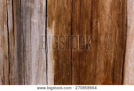 Tree Texture In White Grey And Brown.