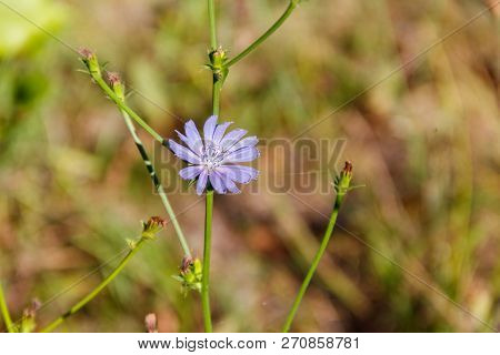 Blue Chicory Flower (cichorium Intybus) On The Green Meadow