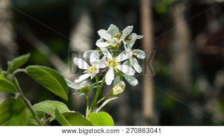 Blossom Of Serviceberry Tree With Bokeh Background Close-up, Selective Focus, Shallow Dof