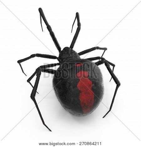 Black Widow Spider 3d Illustration Isolated On White Background