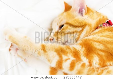 Cute Ginder Cat Basking On The White Bed.