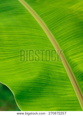 Close-up Of Texture Of Fresh Green Tropical Banana Leaf With Detail Of Stripe.
