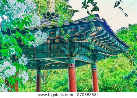 Vancouver, Canada - June 23, 2018 Korean Pagoda Apple White Blossoms Van Dusen Garden Vancouver Cana