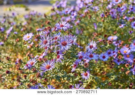 New York Aster. Flowers Asters Grow In A City Park. Bushes Asters In Autumn. Purple Bushes Of Flower