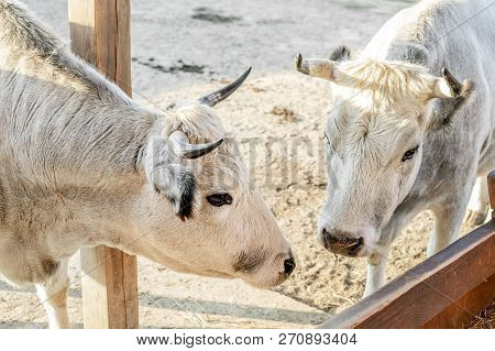 Couple Of White Cows Standing At Cattle Yard At Farm