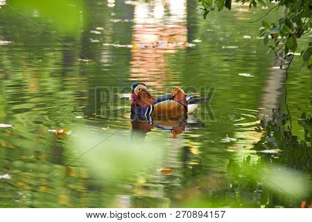 Mandarin Duck. Mandarin Duck Swimming In The Lake. Bird With Bright Multi-colored Feathers. Duck Wit