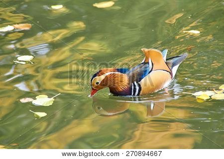 Mandarin Duck. Mandarin Duck Swimming In The Lake. Bird With Bright Multi-colored Feathers. Duck Wit