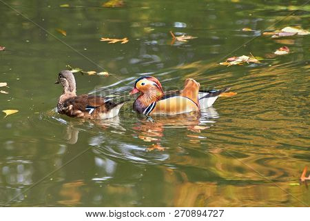Mandarin Duck. Mandarin Duck Swimming In The Lake. Bird With Bright Multi-colored Feathers. Duck Wit