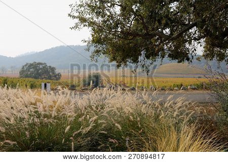 View At Shaffer Winery In Napa Valley, Ca