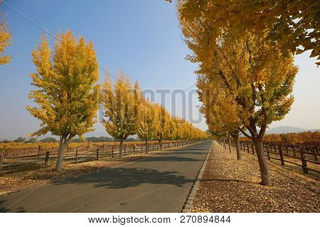 Fall Scenery At The Entrance Of Far Niente Winery In Napa, Ca