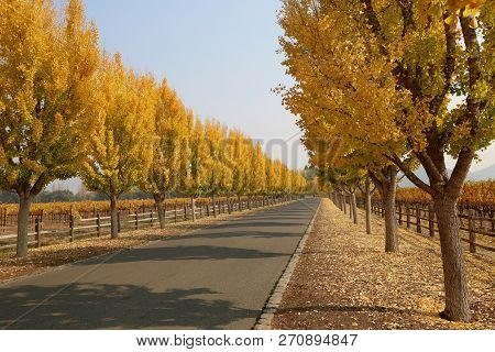Fall Scenery At The Entrance Of Far Niente Winery In Napa, Ca
