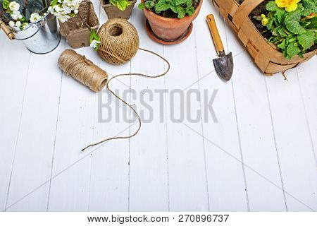 Spring flower muscari and narcissus in pot with garden inventory at white wooden board gardening and floriculture.