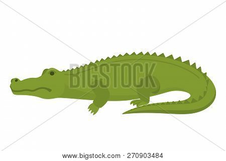 Crocodile Or Alligator Green Animal. Wild Reptile