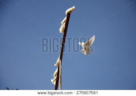 White Dove Flying In The Blue Sky. Returning To Home To The Group Of Doves