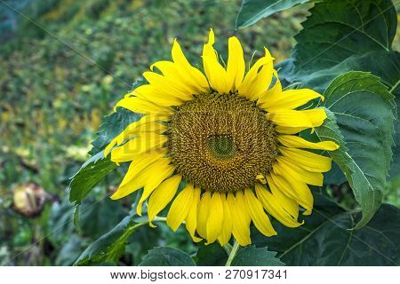 The Sunflowers In Mon Cheam Of Chiang Mai, Thailand.