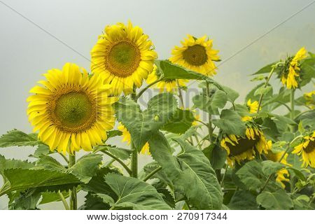 The Sunflowers In Mon Cheam Of Chiang Mai, Thailand.