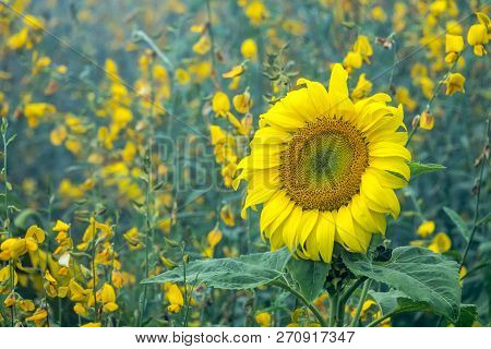 The Sunflowers In Mon Cheam Of Chiang Mai, Thailand.