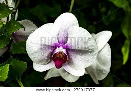 The White Orchid In Queen Sirikit Botanic Garden Of Chiang Mai, Thailand.
